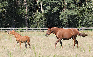 Reiten