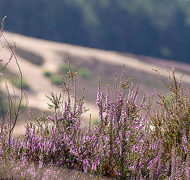Heideblüte Saarmunder Berg
