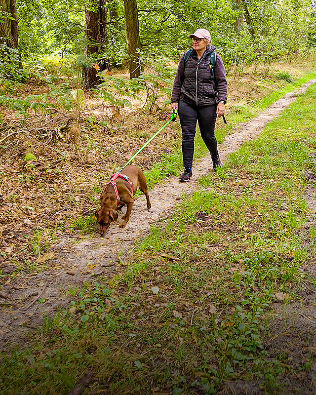 Headerbild, Wanderin spaziert mit Hund durch den Wald