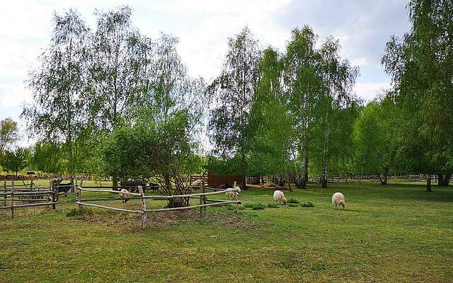 Schafe im NaturParkZentrum Glau