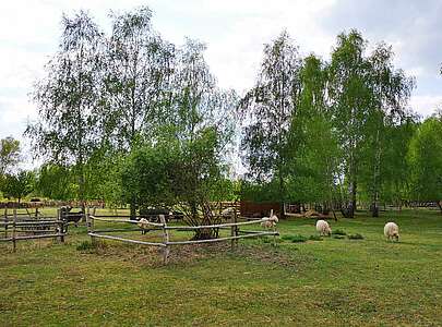 Schafe im NaturParkZentrum Glau