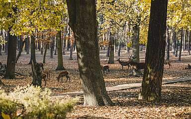 Rotwild im Herbst, Wildpark Johnnismühle