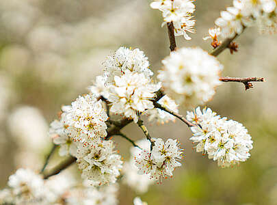 Wildnisschule Hoher Fläming - Baumblüten im Frühling
