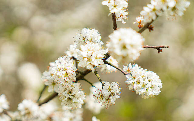 Wildnisschule Hoher Fläming - Baumblüten im Frühling