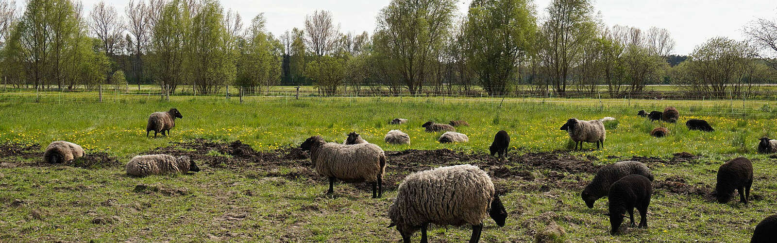 Schafe auf dem Bauernhof am Storchennest,
        
    

        Foto: Tourismusverband Fläming e.V./Fanny Raab