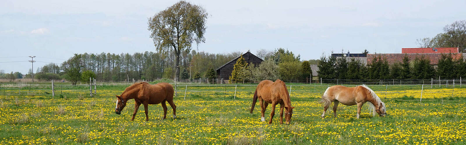 Pferde auf dem Bauernhof am Storchennest,
        
    

        Foto: Tourismusverband Fläming e.V./Fanny Raab