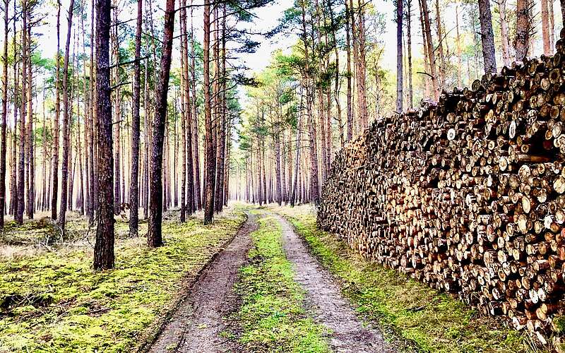 



        
            Crosswalking im Wald von Borkheide,
        
    

        Foto: Waldparadies Borkheide/Klaus Herrmann
    