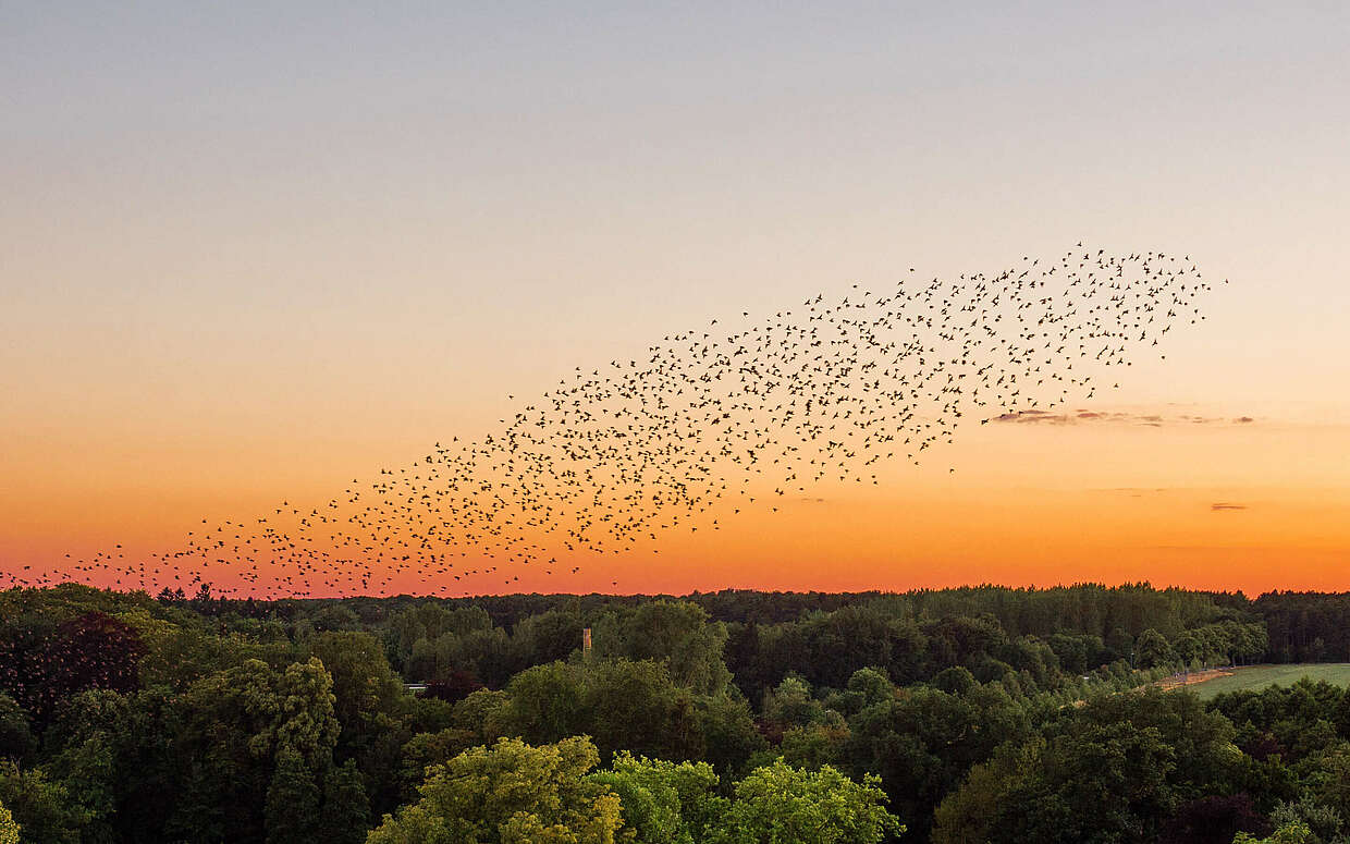 Vogelschwarm über Wiesenburg