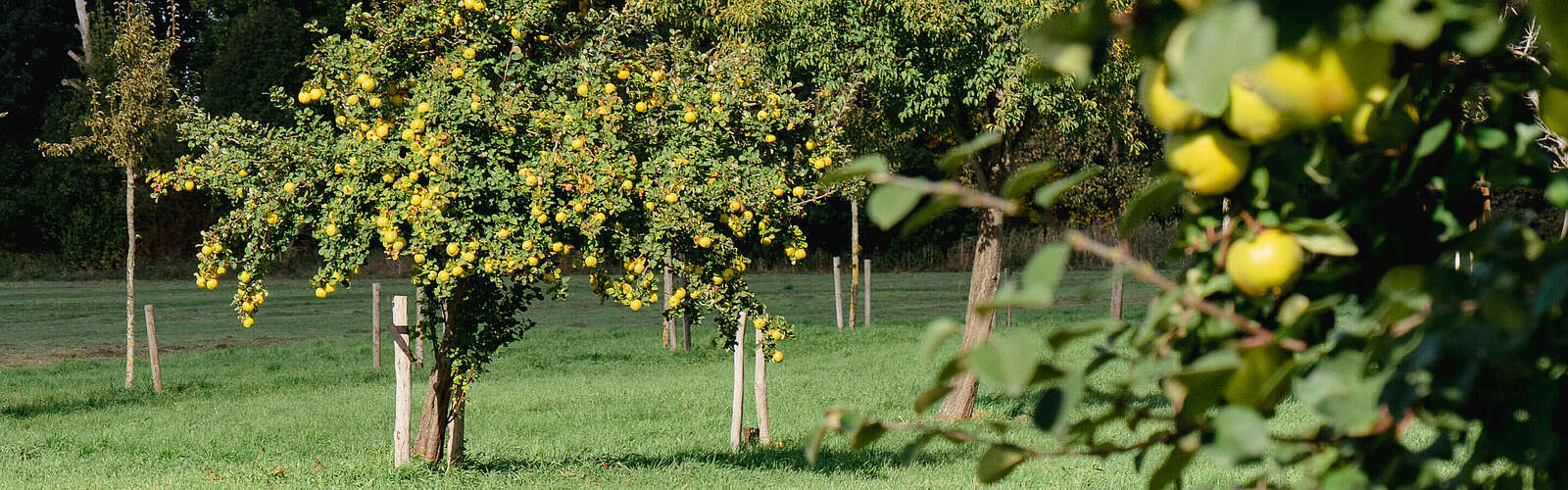 Streuobstwiese in Baruth/Mark,
        
    

        Foto: Tourismusverband Fläming e.V./Catharina Weisser