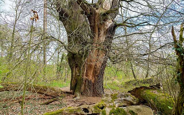 Wildnisschule Hoher Fläming - Baum