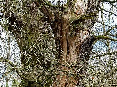 Wildnisschule Hoher Fläming - Baum