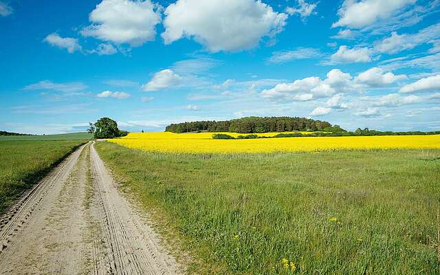 Rapsfeld im Naturpark Fläming