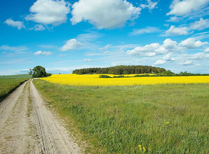 Rapsfeld im Naturpark Fläming