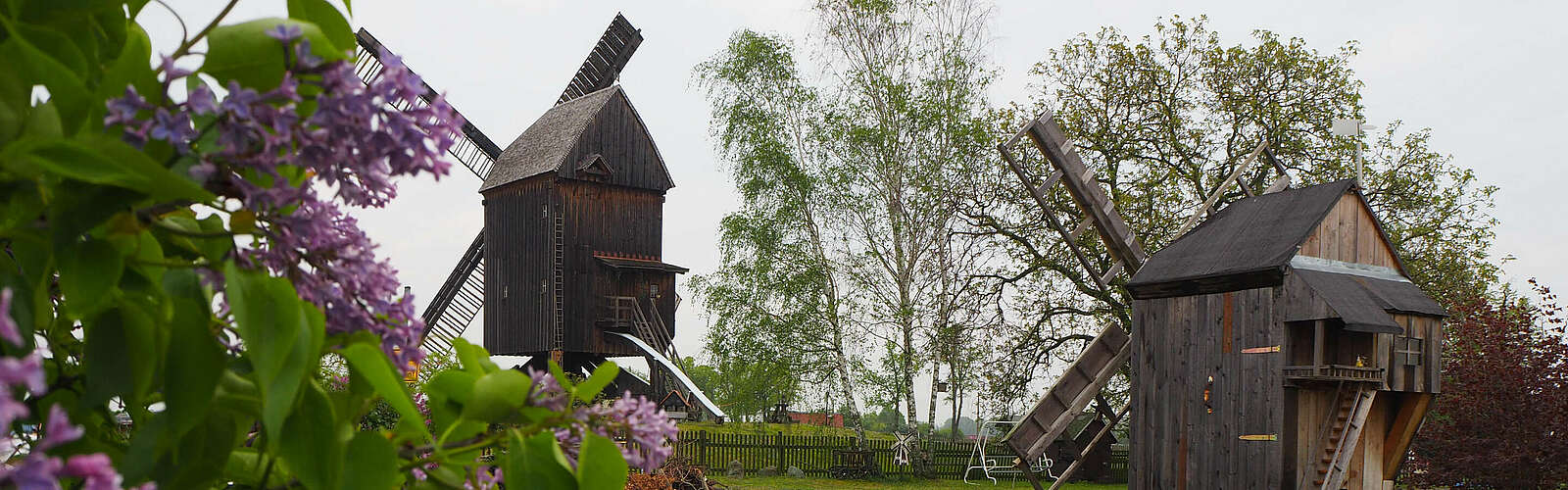 Beelitzer Bockwindmühle,
        
    

        Foto: TVF Fläming/Susan Gutperl