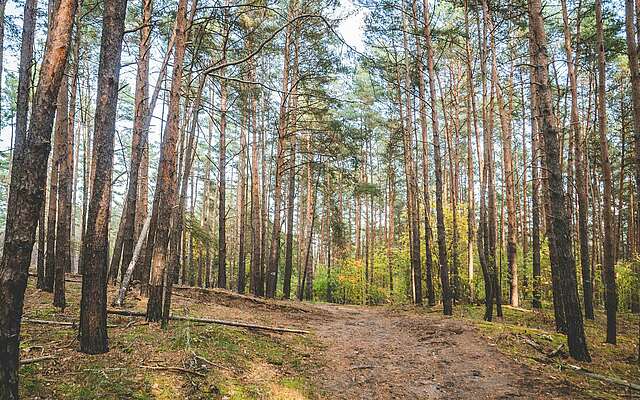 Städteporträt Nuthetal - Wanderweg im Wald