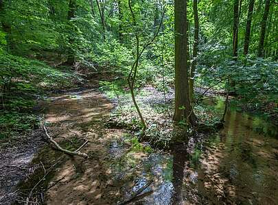 Dippmannsdorf Paradies mit Quellen