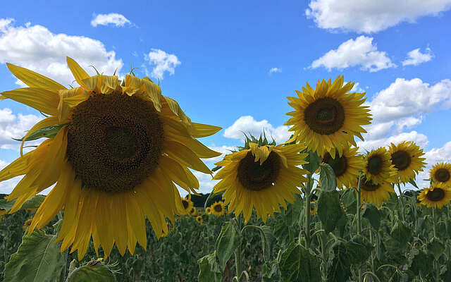 Sonnenblumen bei Beelitz