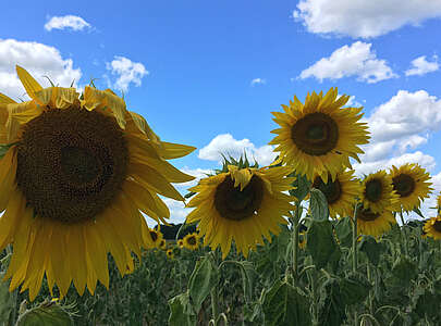 Sonnenblumen bei Beelitz