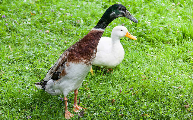 Ente und Gans im Hohen Fläming