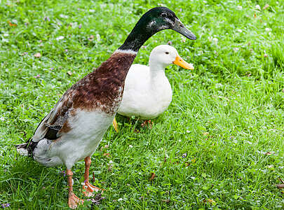 Ente und Gans im Hohen Fläming