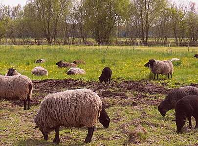 Schafe bei den Offenen Höfen