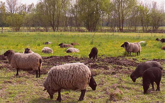 Schafe bei den Offenen Höfen