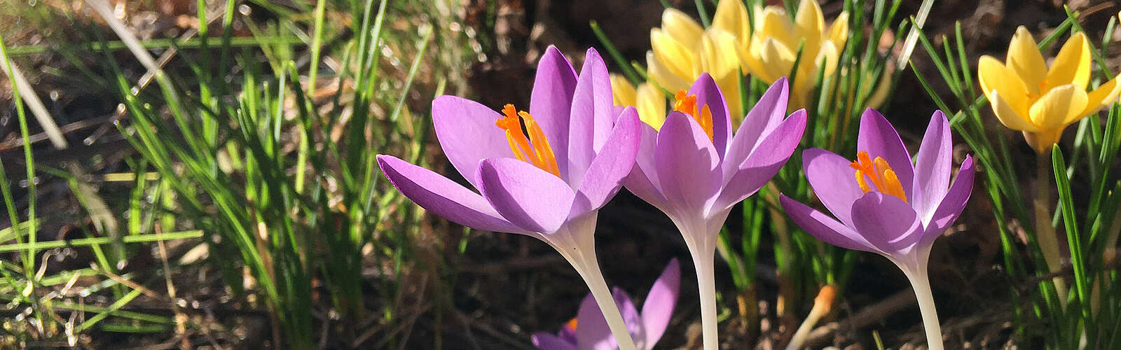 Krokusse im Gegenlicht,
        
    

        Foto: TVF Fläming/Susan Gutperl