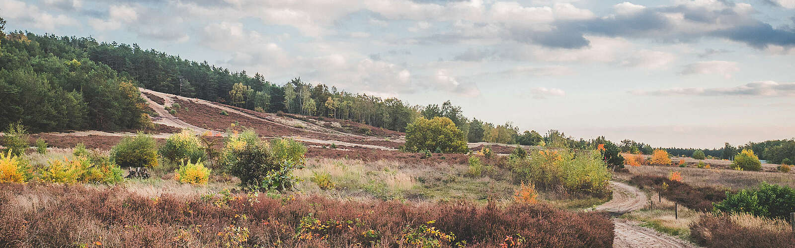 Städteporträt Nuthetal - Heidelandschaft am Saarmunder Berg,
        
    

        Foto: Tourismusverband Fläming e.V./Herz an Hirn/Laura Schneider