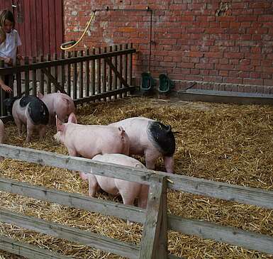 Ferien auf dem Bio-Bauernhof