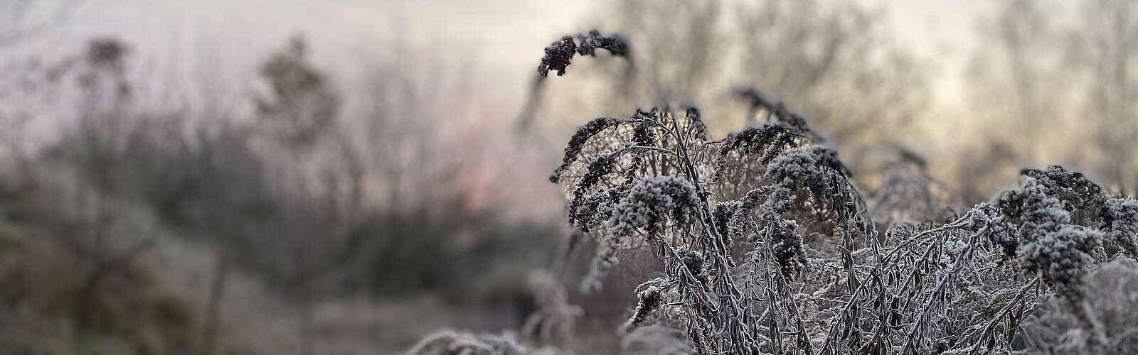 Frostiger Morgen,
        
    

        Foto: TVF Fläming/Susan Gutperl