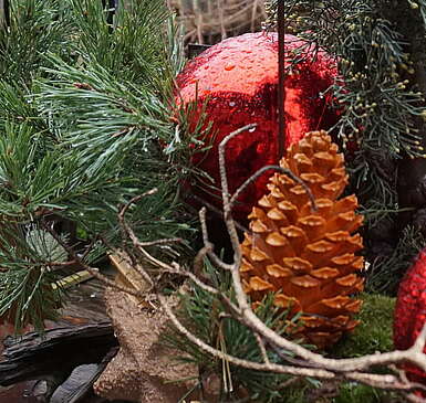 Weihnachtsbäume selbst schlagen