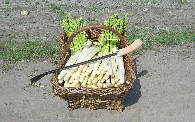 Spargel