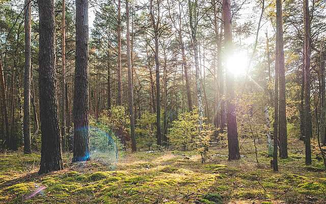 Städteporträt Nuthetal - Lichtspiel im Wald