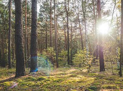 Städteporträt Nuthetal - Lichtspiel im Wald