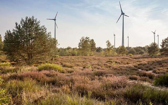 Heidekraut mit Windrädern bei Heidehof-Golmberg