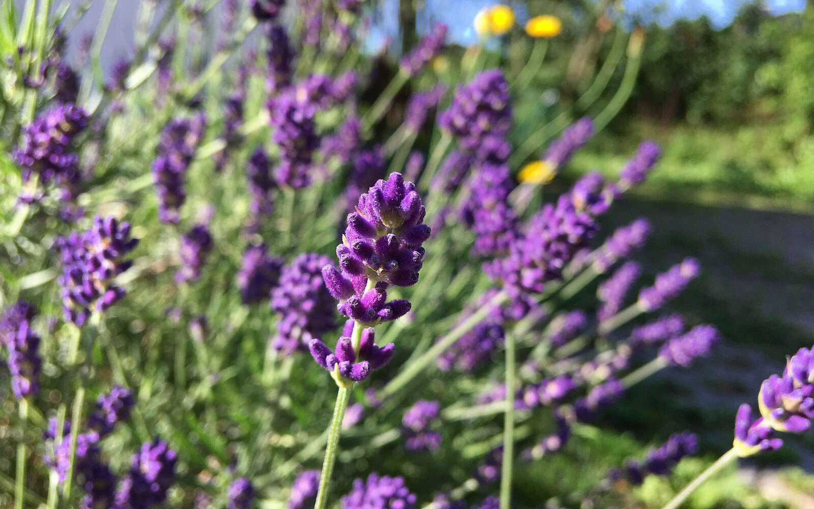 Lavendel im Juni