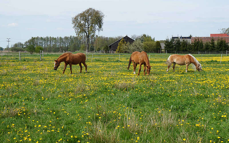 



        
            Pferde auf dem Bauernhof am Storchennest,
        
    

        Foto: Tourismusverband Fläming e.V./Fanny Raab
    