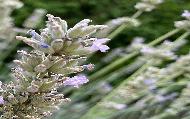 Lavendel im Spätsommer