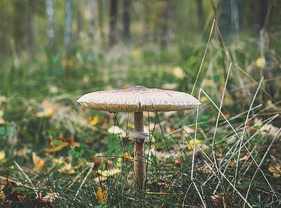 Städteporträt Nuthetal - Pilz im Wald