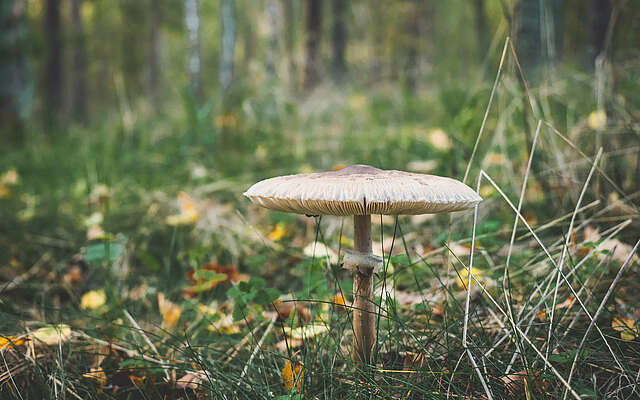 Städteporträt Nuthetal - Pilz im Wald