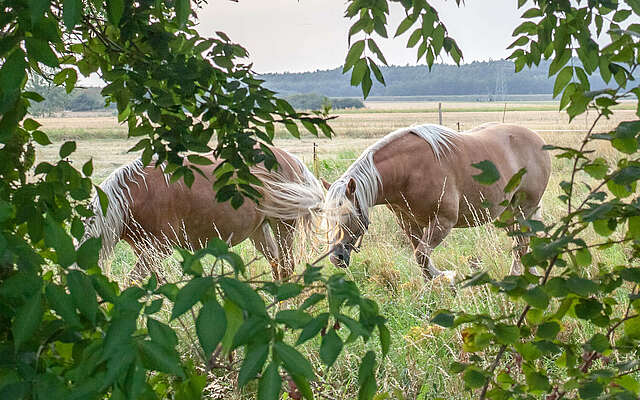 Treuenbrietzen Pferde