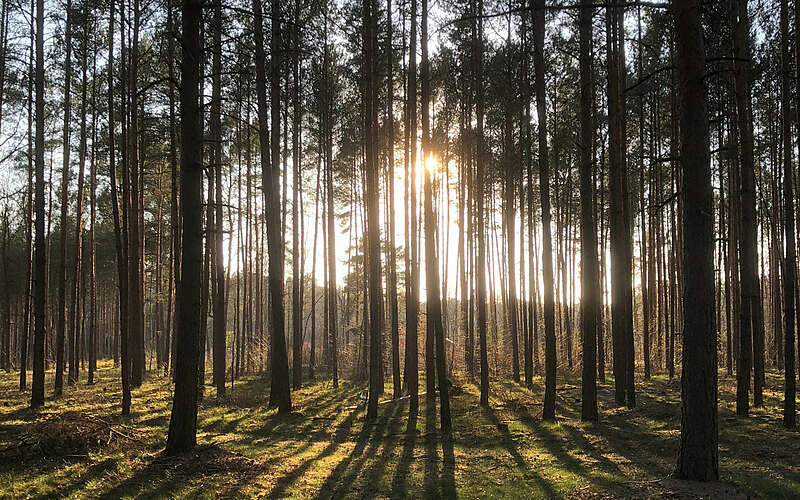 



        
            Crosswalking im Wald von Borkheide,
        
    

        Foto: Waldparadies Borkheide/Klaus Herrmann
    