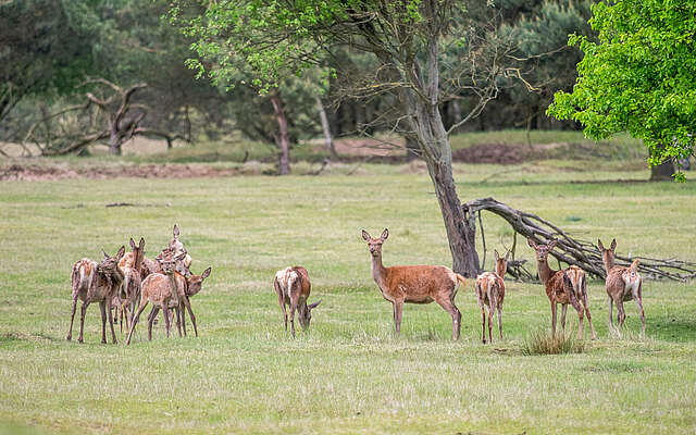 Tiere im Wildgehege Glauer Tal