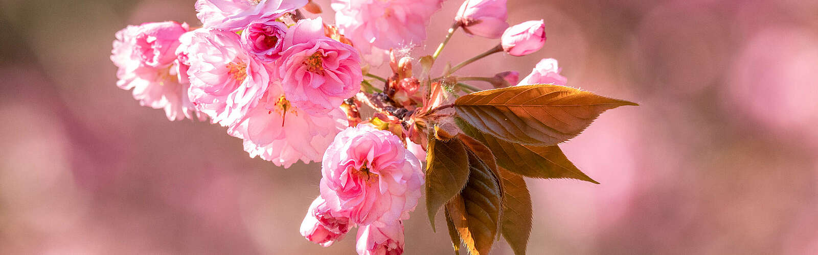 Nahaufnahme Kirschblüte, Teltow,
        
    

        Foto: TVF Fläming/Jeannine Loth