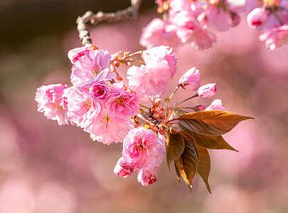 Nahaufnahme Kirschblüte, Teltow