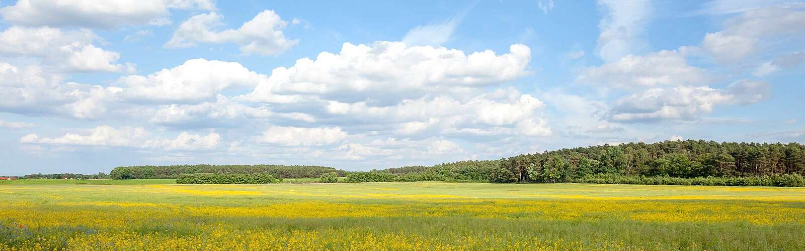 Blühendes Feld bei Bad Belzig,
        
    

        Foto: Tourismusverband Fläming e.V./Jedrzej Marzecki