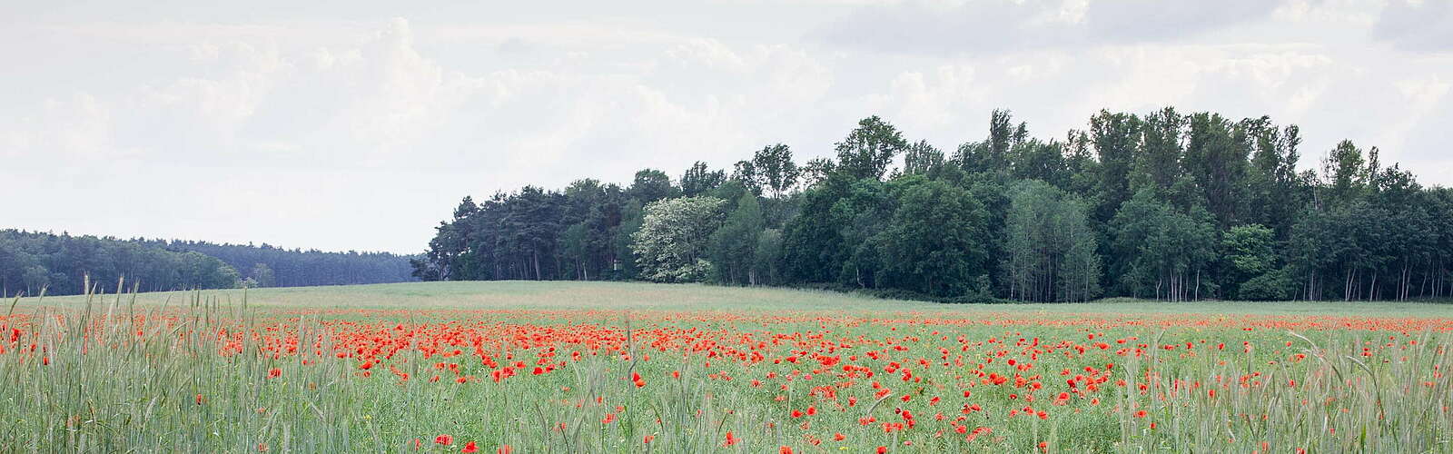 Mohnfeld bei Groß Schulzendorf,
        
    

        Foto: Tourismusverband Fläming e.V./Jedrzej Marzecki