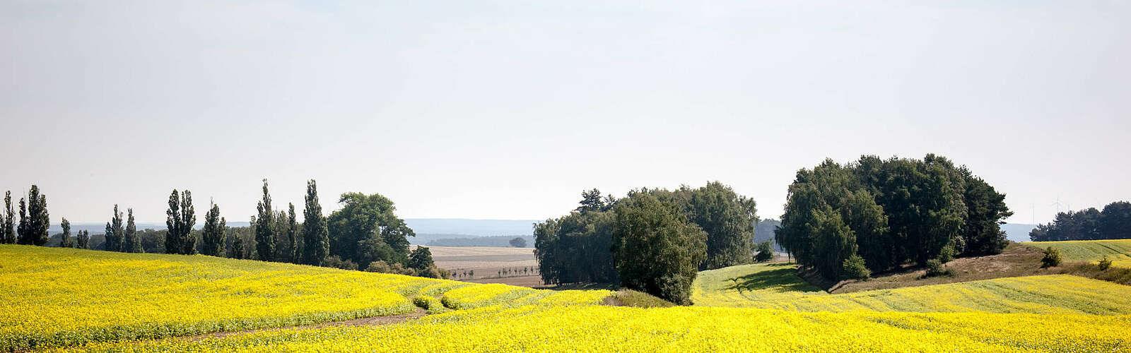 Rapsfelder und Landschaft im Fläming,
        
    

        Foto: Tourismusverband Fläming e.V./Jedrzej Marzecki