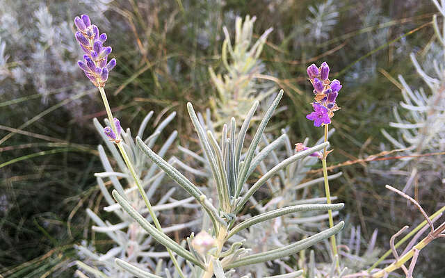 Lavendel im Herbst