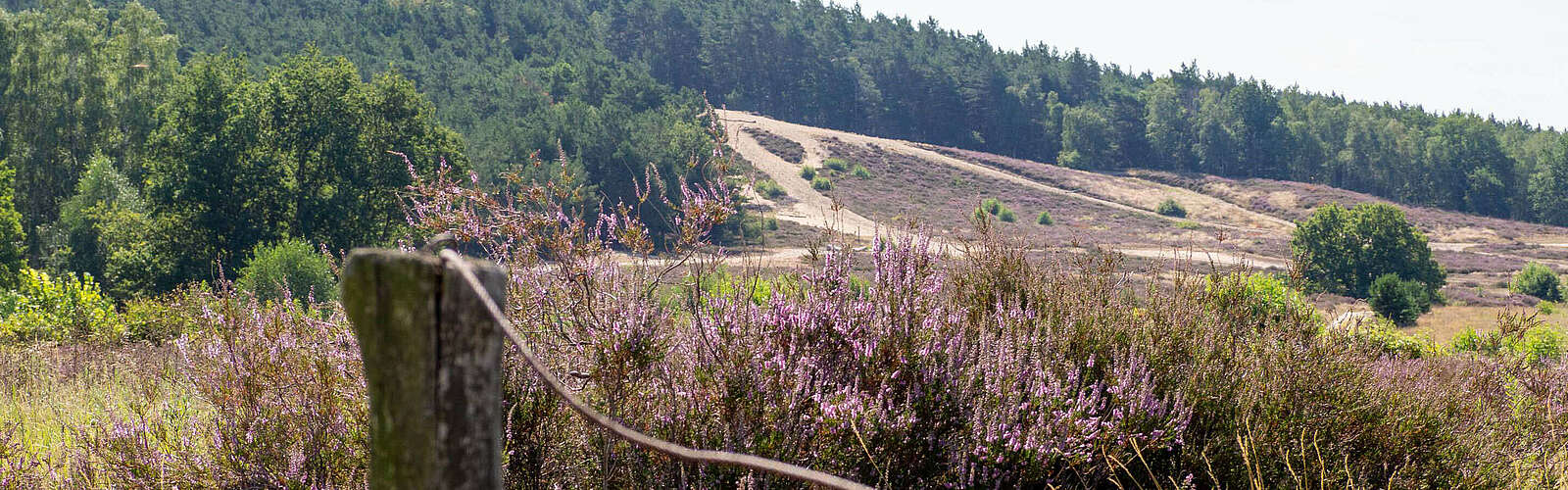 Heideblüte in Saarmund,
        
    

        Foto: Tourismusverband Fläming e.V./Catharina Weisser